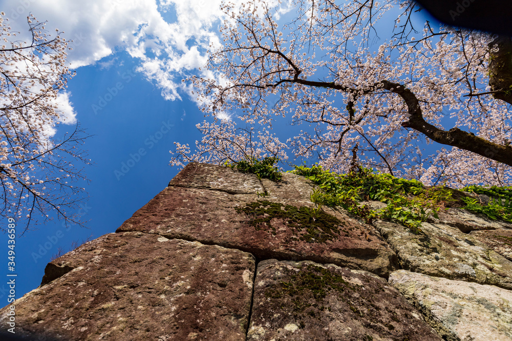 石垣と桜