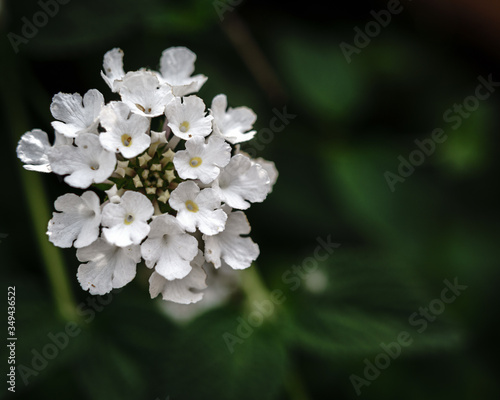 Lantana montevidensis