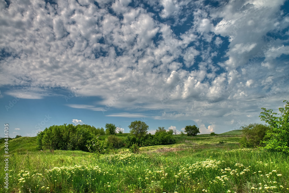 Obraz premium Blooming green meadow under a blue sky with clouds
