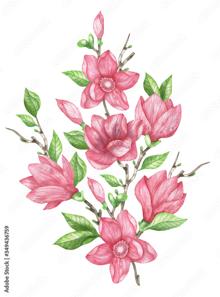 Obraz Illustration of pink magnolia