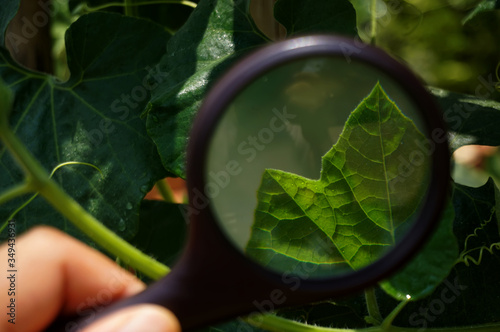 Look into nature through a magnifying glass