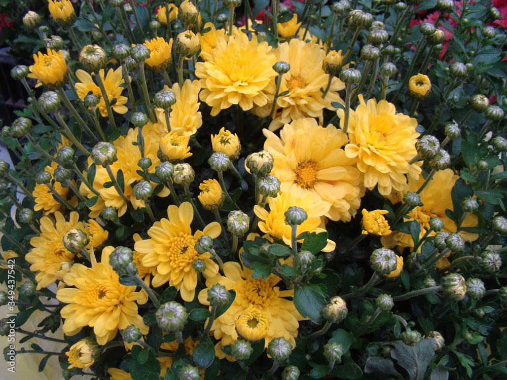 Buds and flowers of chrysanthemum. Yellow color of petals. Green stems and leaves. Buds and flowers of chrysanthemum. Yellow color of petals. Green stems and leaves.