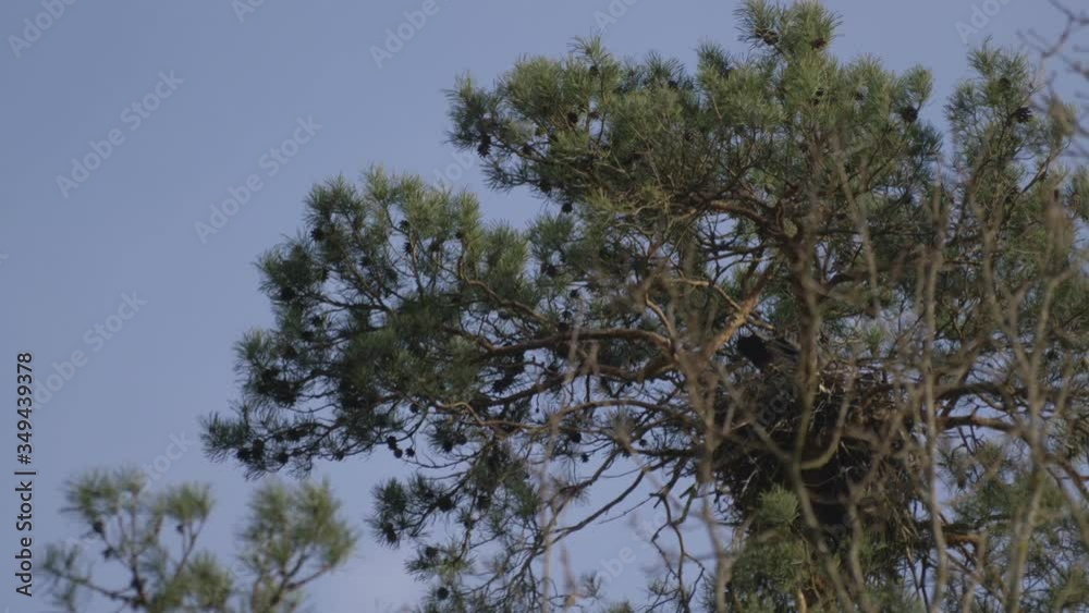 Bird Cub In A Large Nest Made of Branches At The Top Of A Pine. Bird Cub In A Large Nest Made of Branches At The Top Of A Pine.