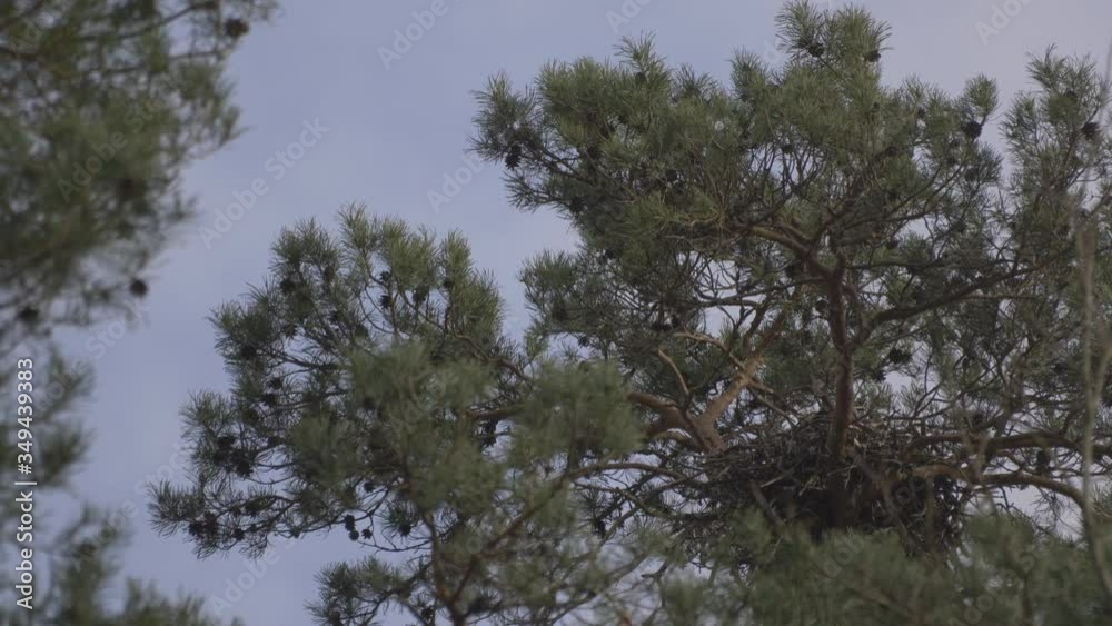 Bird In A Large Nest Made Of Branches At The Top Of A Pine. Bird In A Large Nest Made Of Branches At The Top Of A Pine.