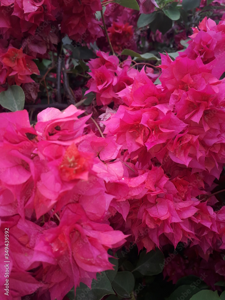 pink hydrangea flowers, flower in the garden,  good  management of plants,  fowery plants, 