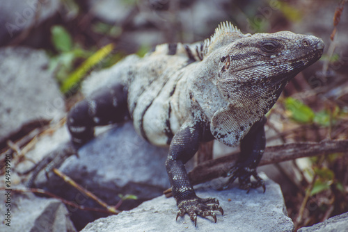 Big Mexican Iguana standinf on a rock