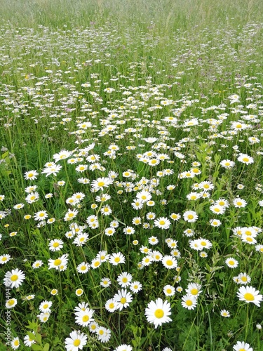 field of daisies