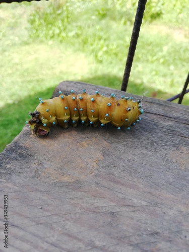 caterpillar
