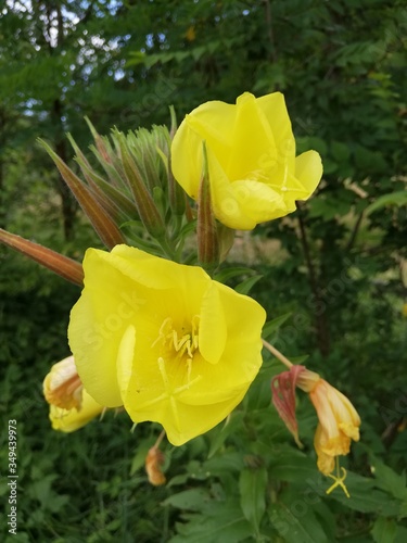 yellow tulip flower