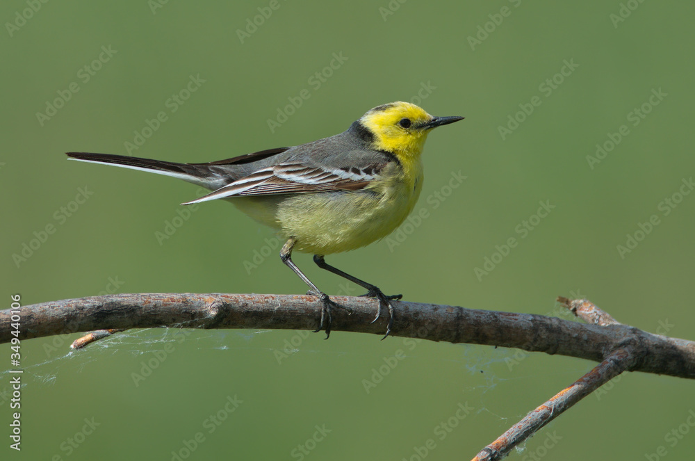 Citrine Wagtail stands on a branch on a green background Citrine Wagtail stands on a branch on a green background