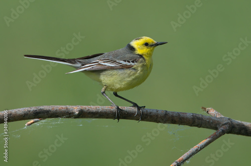 Citrine Wagtail stands on a branch on a green background