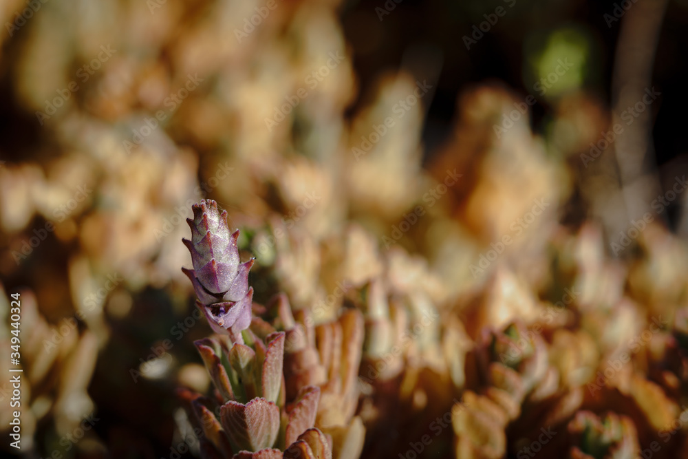 Plectranthus neochilus Plectranthus neochilus