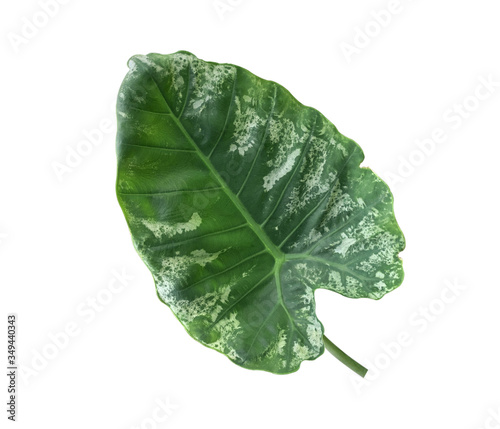 Tropical leaves (Elephant ear-Cocoyam-Dasheen Eddoe) isolated on white background clipping path.