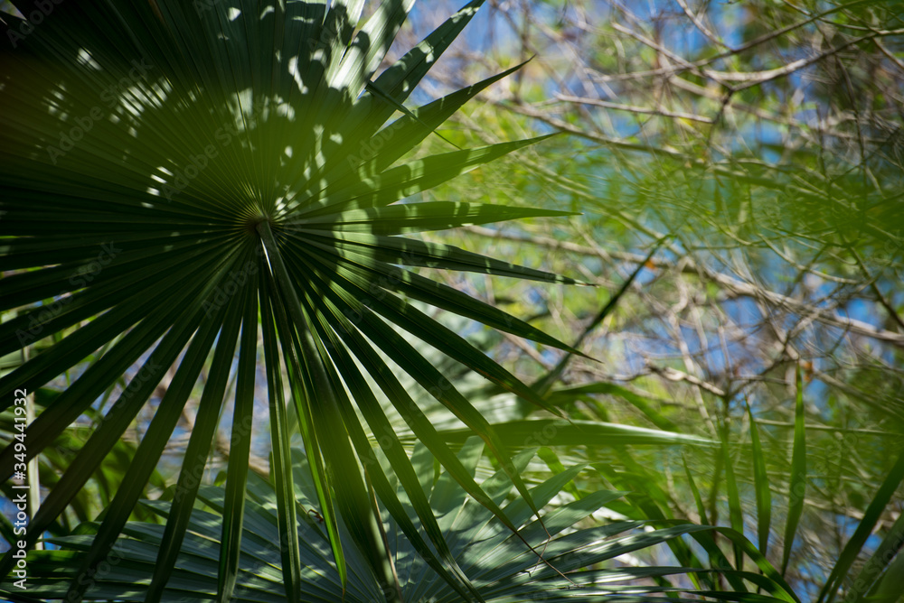 abstract portrait of plants seen from below abstract portrait of plants seen from below