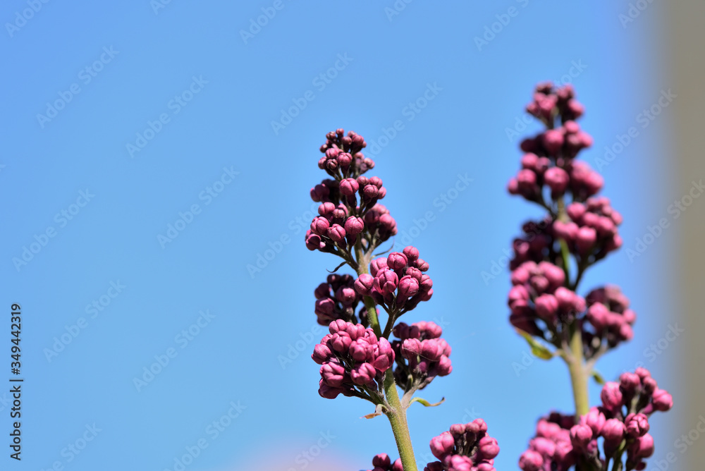 Buds of lilac flowers close-up lit by the bright sun on a spring day. Natural background