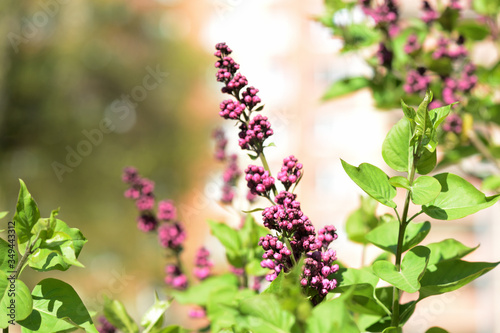 Buds of lilac flowers close-up lit by the bright sun on a spring day. Natural background