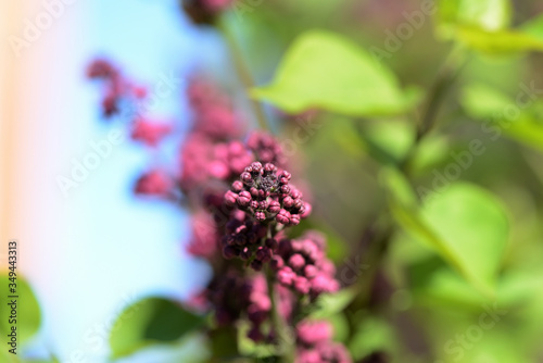 Buds of lilac flowers close-up lit by the bright sun on a spring day. Natural background
