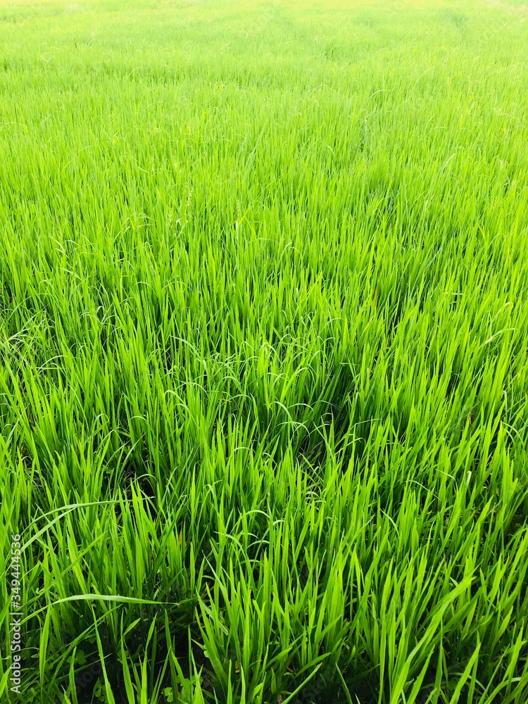 Obraz premium Rural paddy field , kurunegala , sri lanka