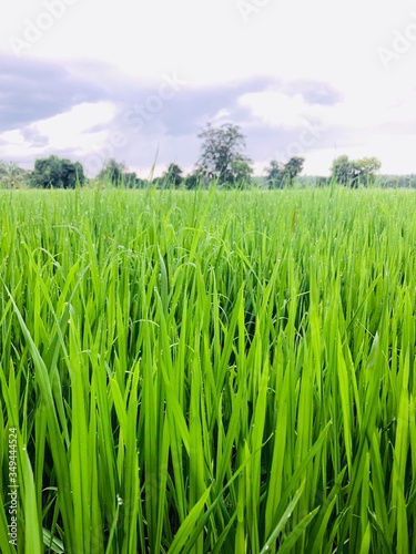 Rural paddy field , kurunegala , sri lanka photo