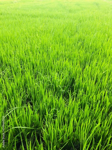 Rural paddy field , kurunegala , sri lanka photo