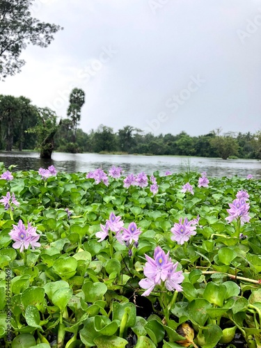 lake with flowers , kurunegala , sri lanka photo