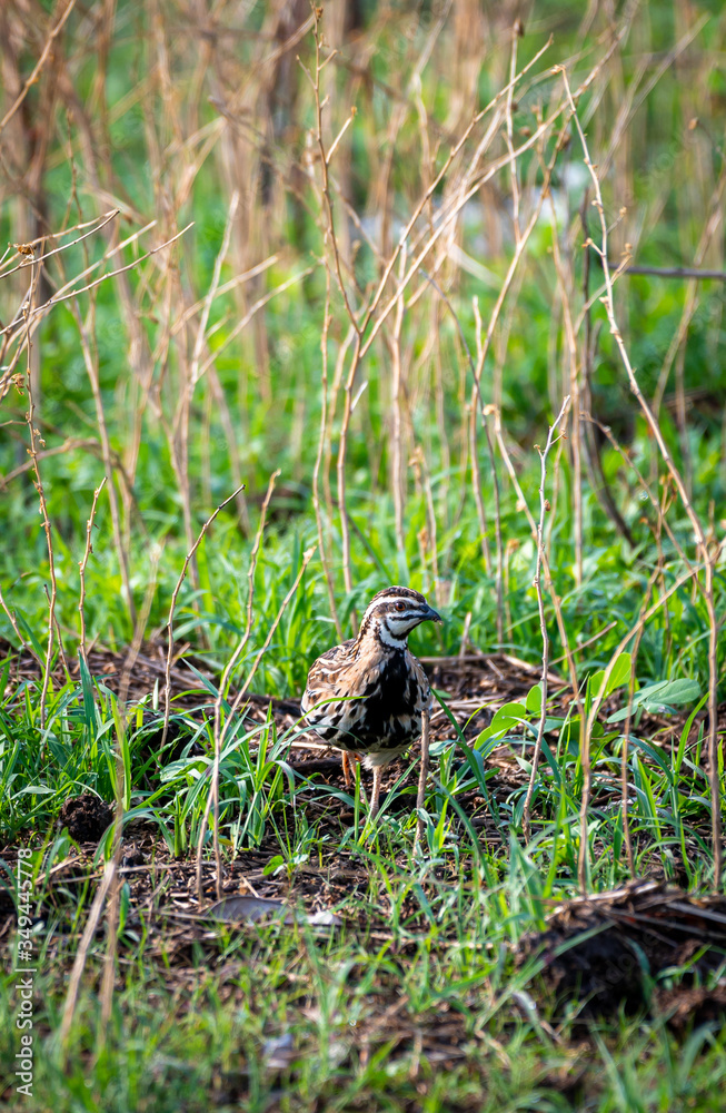 The Rain Quail find feeds in grasses field in Thailand. (Coturnix coromandelica) The Rain Quail find feeds in grasses field in Thailand. (Coturnix coromandelica)