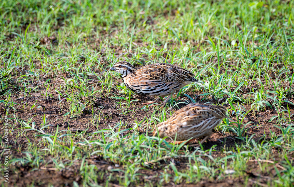The Rain Quail find feeds in grasses field in Thailand. (Coturnix coromandelica) The Rain Quail find feeds in grasses field in Thailand. (Coturnix coromandelica)