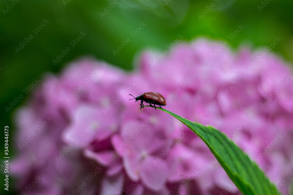Fototapeta premium ladybug on green leaf