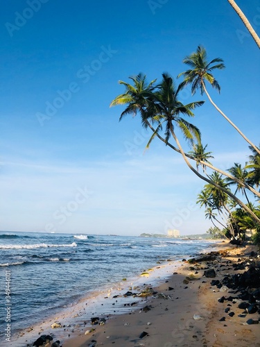 palm tree on the beach , Galle Sri Lanka