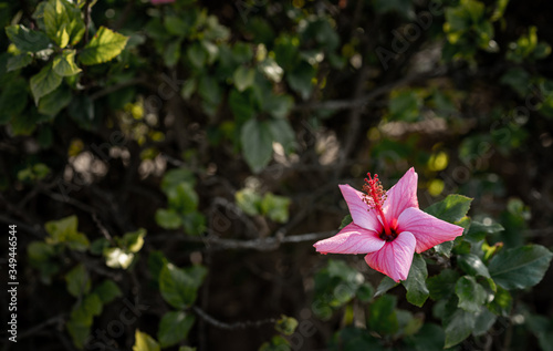 hibiscus