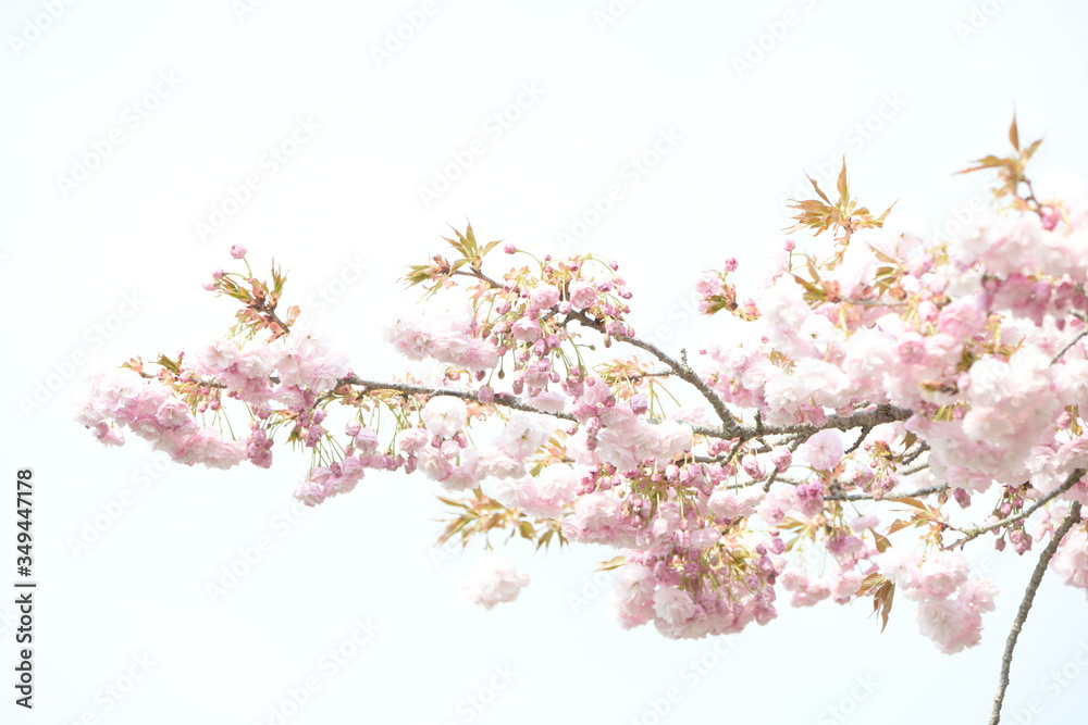 Obraz premium 桜の花