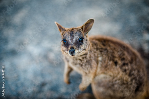 ロックワラビー - Rock wallaby in Cairns, QLD, Australia