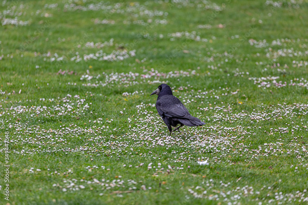 Fototapeta premium Crow walking on the grass