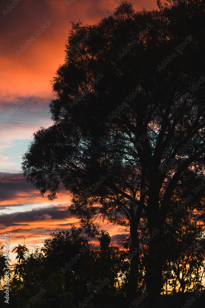 pink sunrise with beautiful clouds among gum trees shot in a backyard in Tasmania