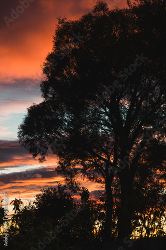 pink sunrise with beautiful clouds among gum trees shot in a backyard in Tasmania