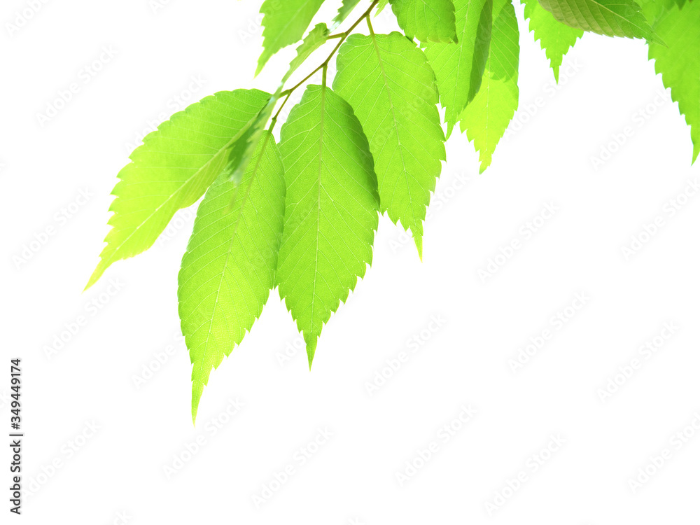 新緑のケヤキの葉