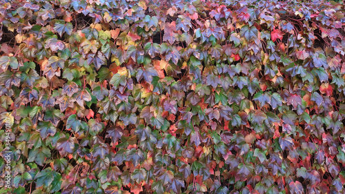 Climbing grape plant with red ivy leaves in fall on the old brick wall. Autumn seasonal texture