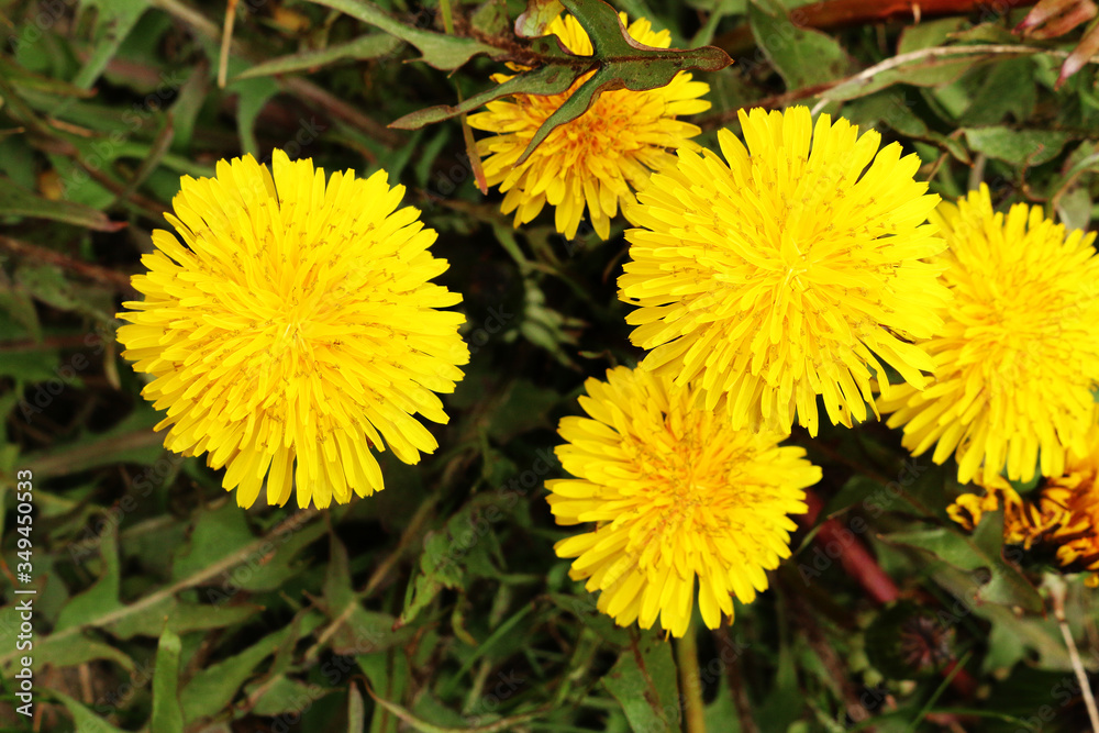 Blooming yellow dandelion on a green background. Blooming yellow dandelion on a green background.