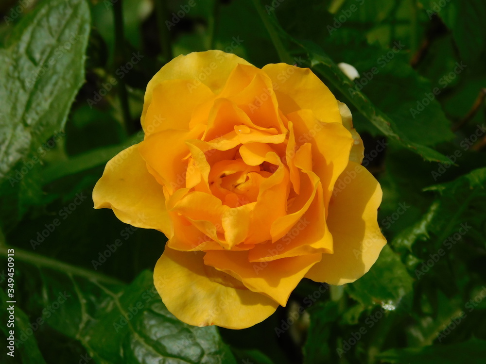 yellow rose in garden yellow rose in garden