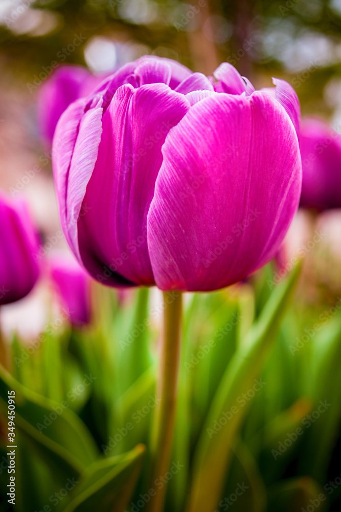 Fototapeta premium Close up of a tulip in springtime