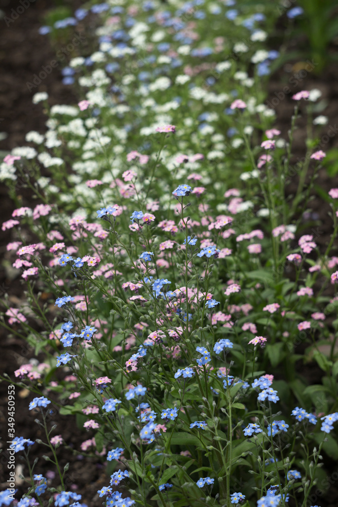 Forget-me-not flower (Myosotis scorpioides) - delicate pink, blue, white flower blooms in the spring garden. Background