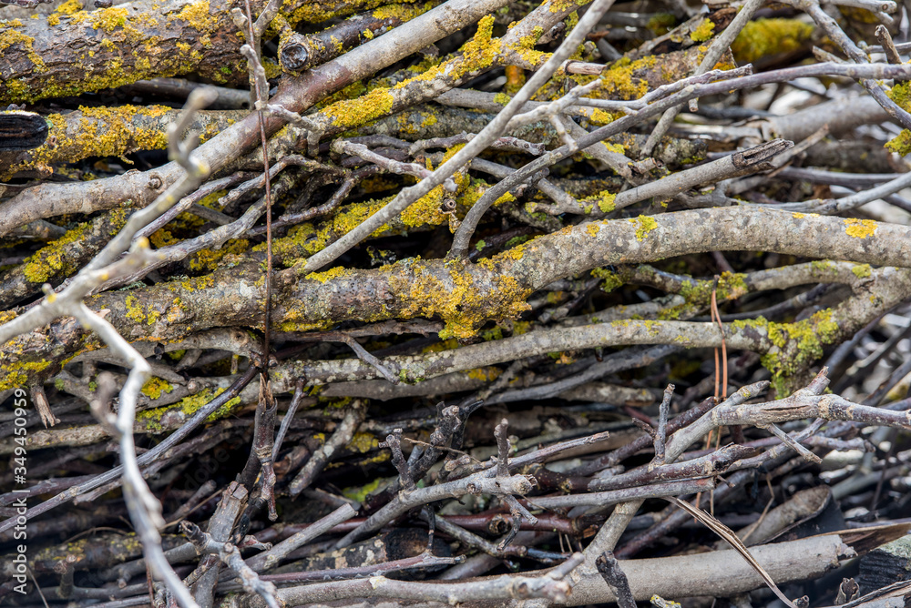 Branches covered with moss and snow.Blurred Background Branches covered with moss and snow.Blurred Background