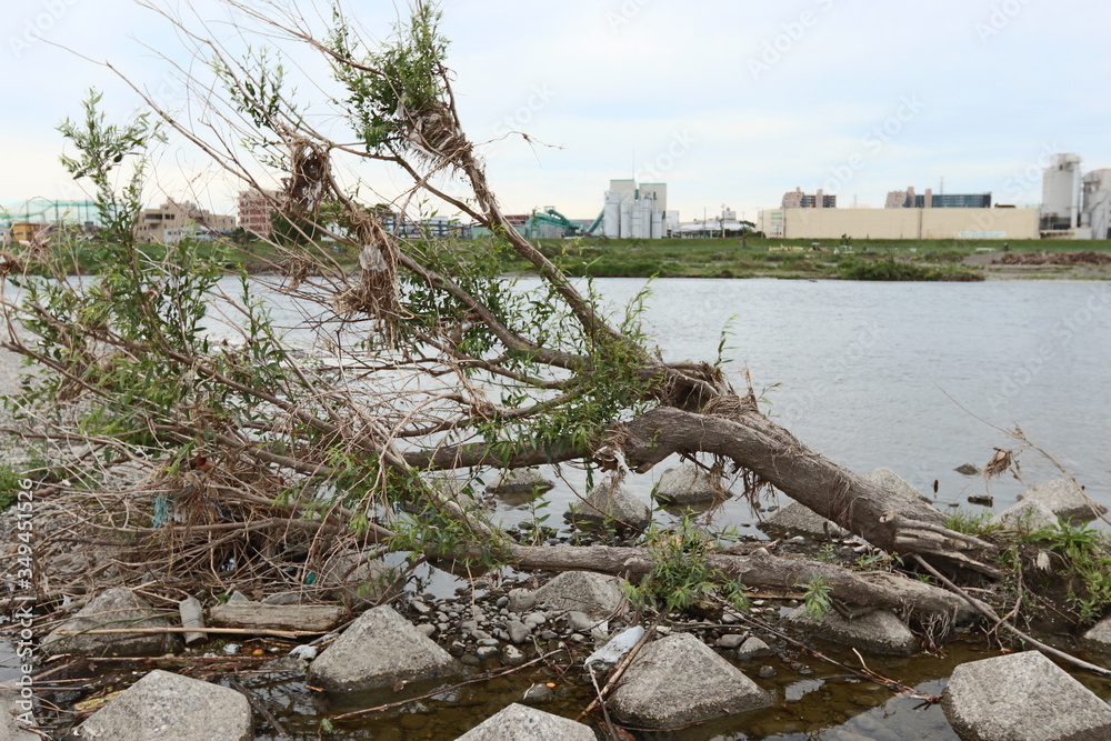 tree on the river side after disaster