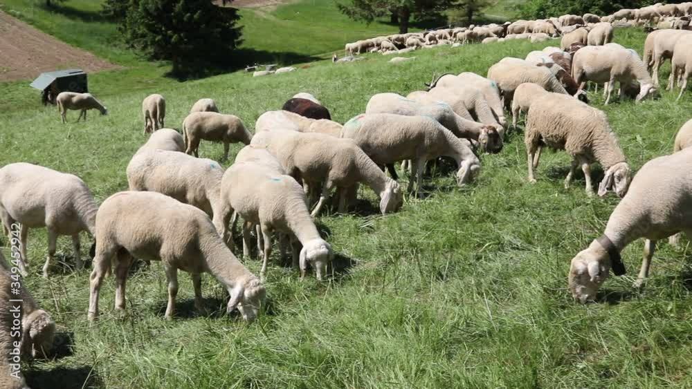 many sheep with thick wool grazing in the mountain meadow many sheep with thick wool grazing in the mountain meadow