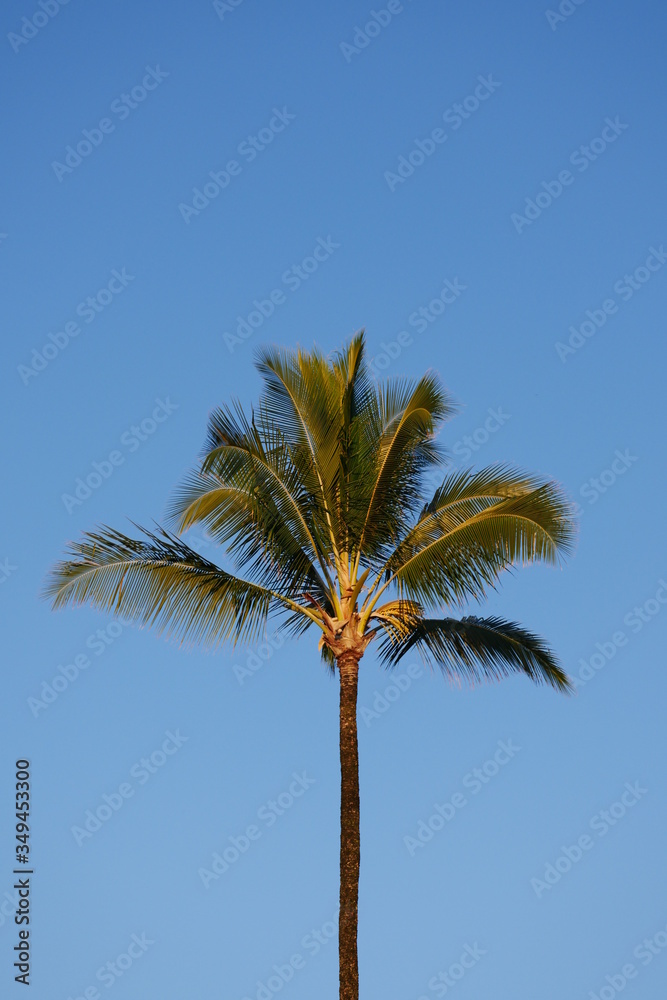 Coconut tree palms with a bright blue background in Hawaii