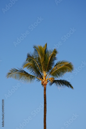 Coconut tree palms with a bright blue background in Hawaii © zane