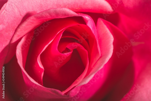 Rose flower macro