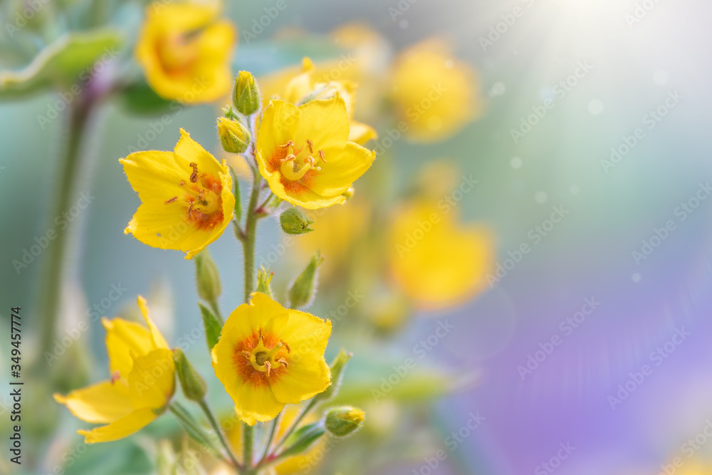 Yellow bells flowers of Lysimachia punctata, dotted loosestrife, large yellow loosestrife or spotted loosestrife in summer close-up. Yellow bells flowers of Lysimachia punctata, dotted loosestrife, large yellow loosestrife or spotted loosestrife in summer close-up.