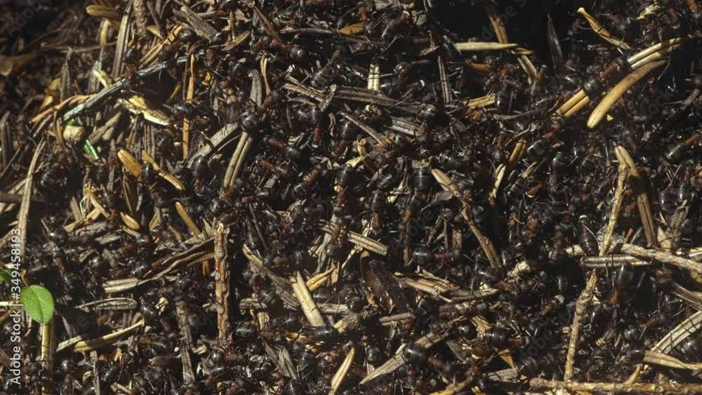 Close-up shot of ants nest shot on tripod in 4k Close-up shot of ants nest shot on tripod in 4k