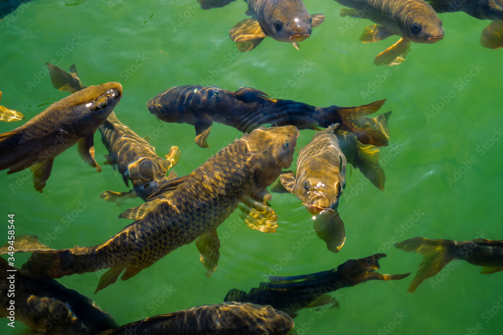 Fototapeta premium fish in a pond